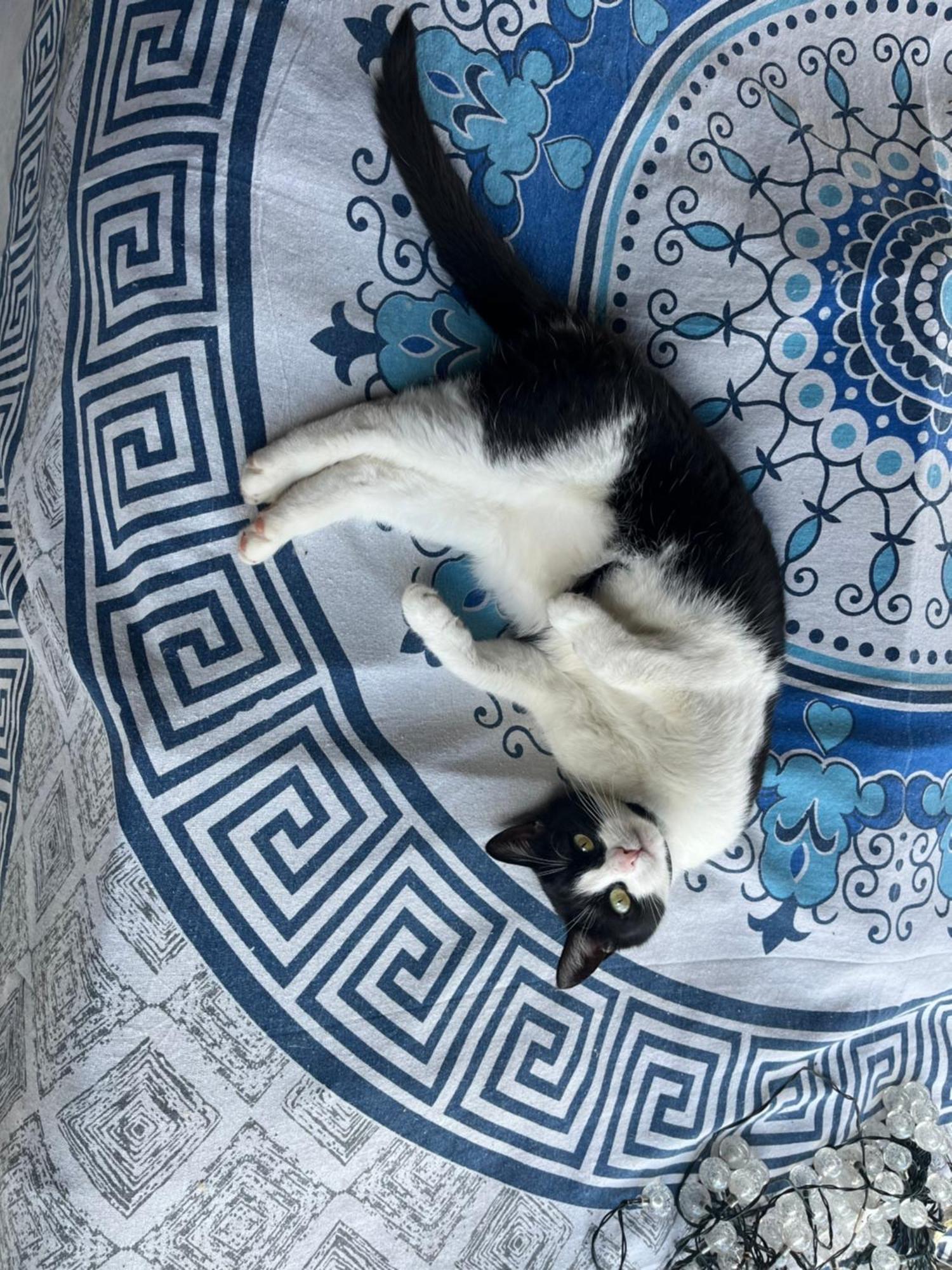 Cat'S House- Dum U Trech Kocek Villa Zdice Екстериор снимка
